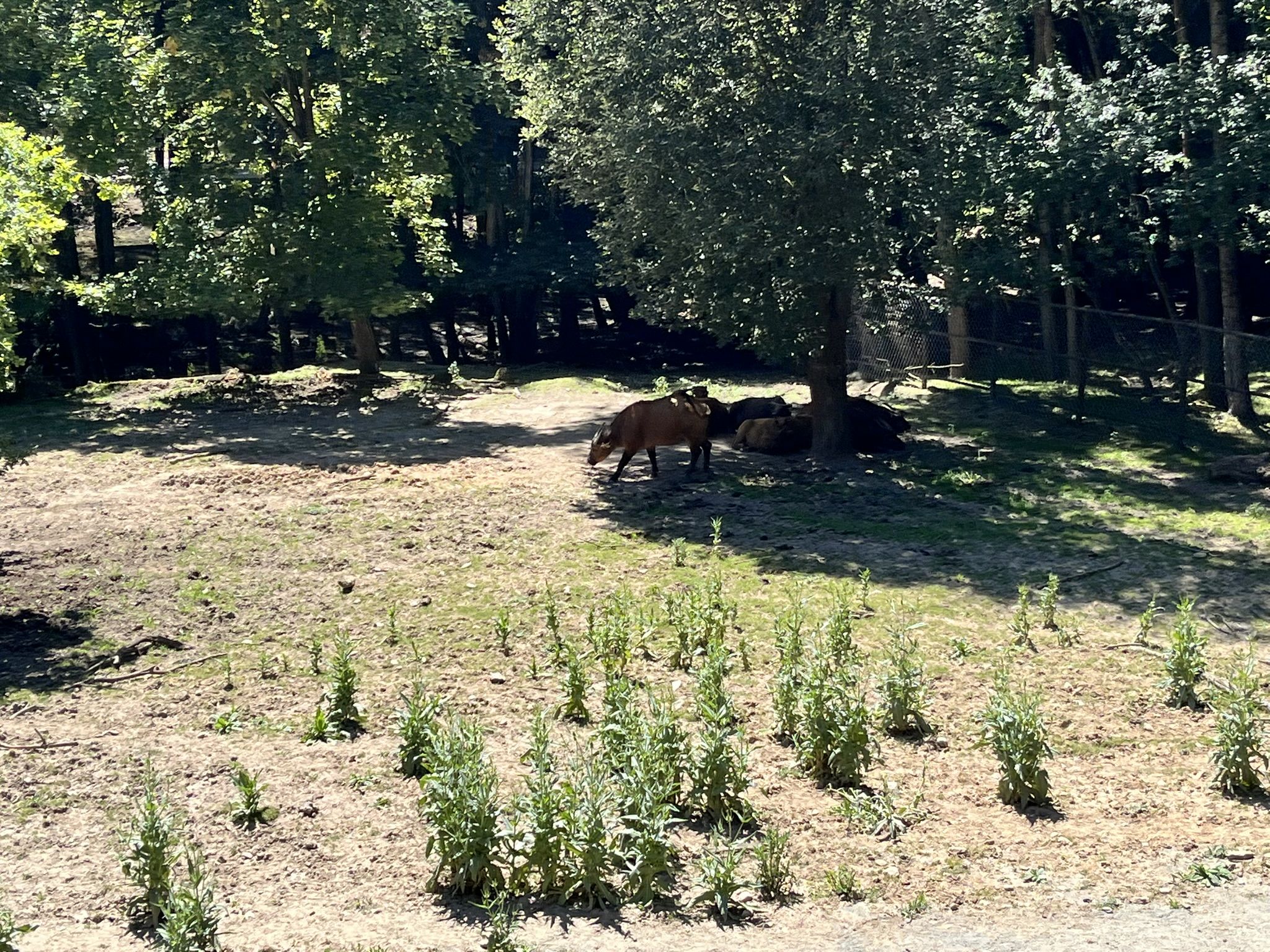 Wakacje Ministrantów 2025 - Karkonosze i Czechy